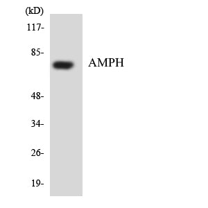 Amphiphysin I Rabbit Polyclonal Antibody
