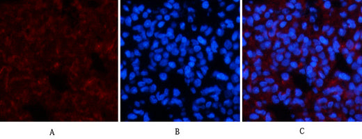 Amyloid-β Rabbit Polyclonal Antibody