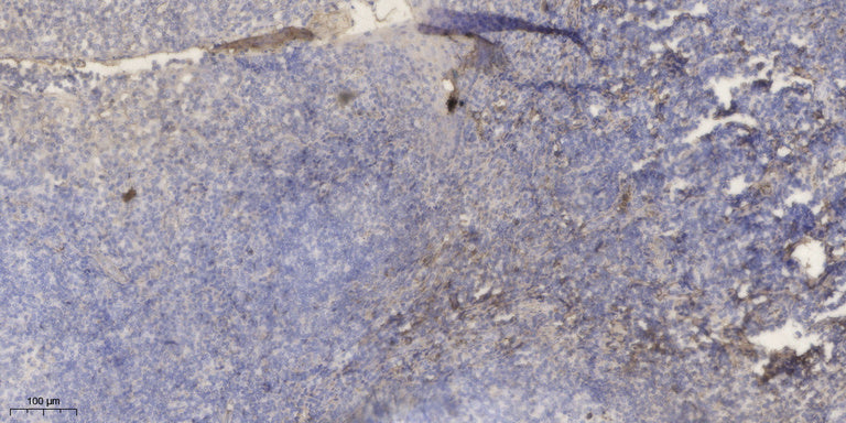 APOC1 Rabbit Polyclonal Antibody