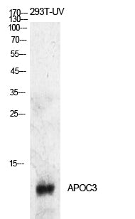 ApoC-III Rabbit Polyclonal Antibody
