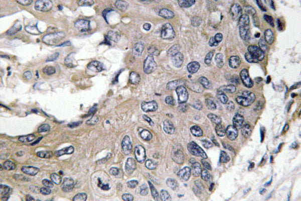 ApoE Rabbit Polyclonal Antibody