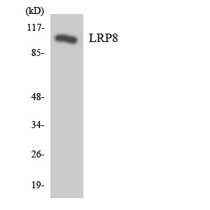 ApoER2 Rabbit Polyclonal Antibody