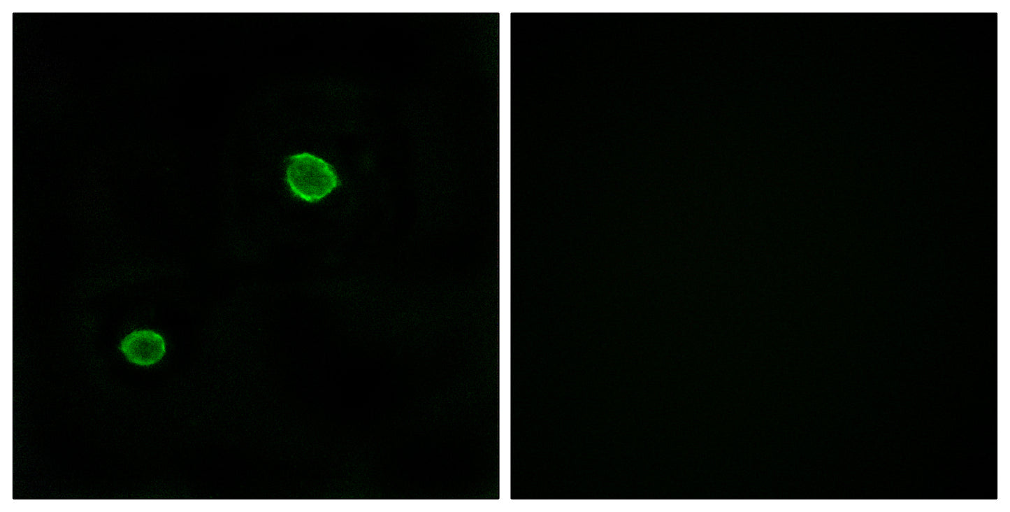 ApoL4 Rabbit Polyclonal Antibody