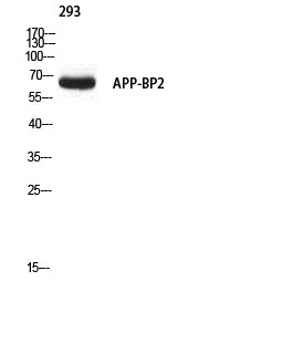 APP-BP2 Rabbit Polyclonal Antibody