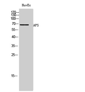 APS Rabbit Polyclonal Antibody