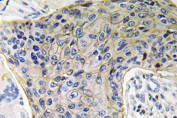 AQP4 Rabbit Polyclonal Antibody