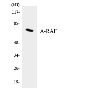 A-Raf Rabbit Polyclonal Antibody