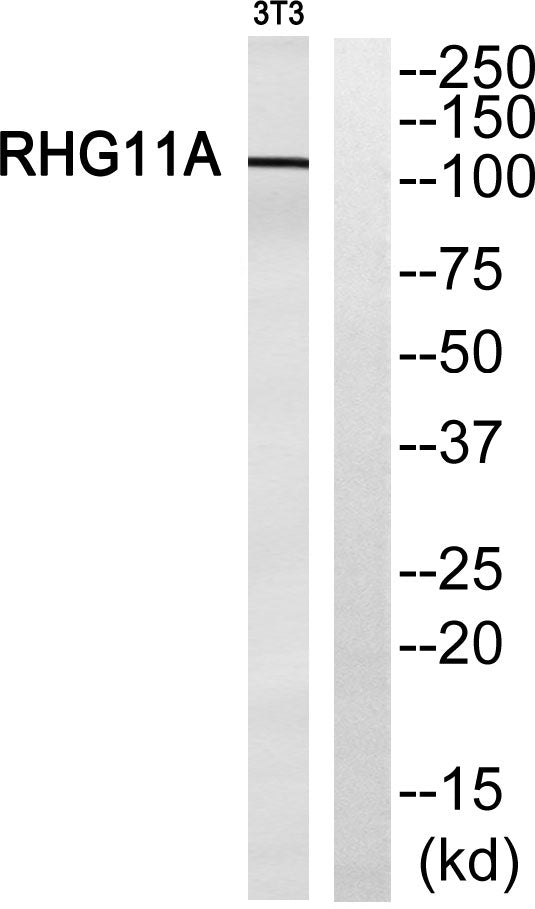 ARHGAP11A Rabbit Polyclonal Antibody