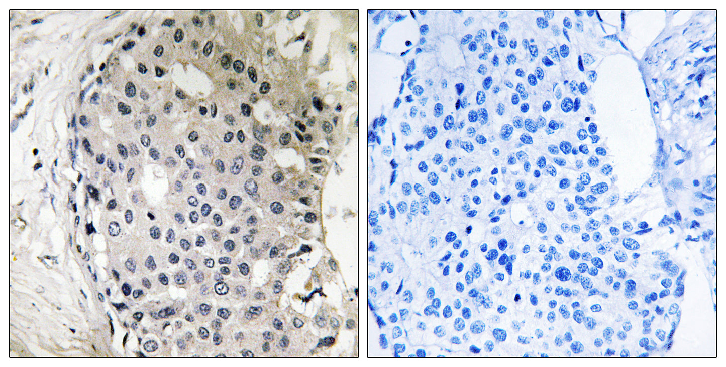 ARHGEF10 Rabbit Polyclonal Antibody