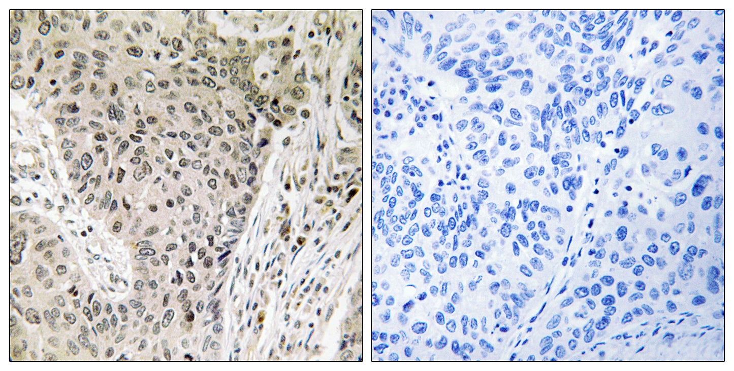 ARHGEF19 Rabbit Polyclonal Antibody