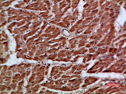 Artn Rabbit Polyclonal Antibody