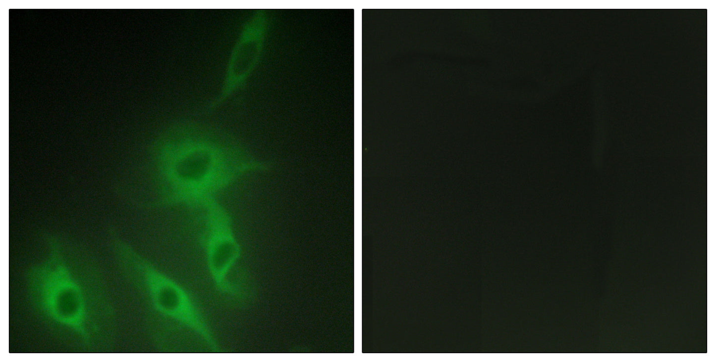AS250 Rabbit Polyclonal Antibody