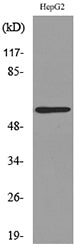 ASIC3 Rabbit Polyclonal Antibody