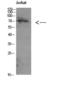 Atg16 Rabbit Polyclonal Antibody