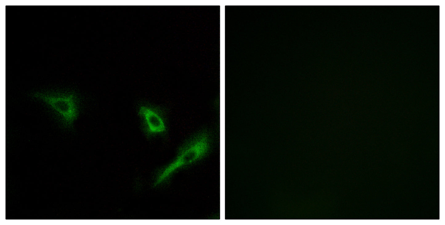 Atg4A Rabbit Polyclonal Antibody
