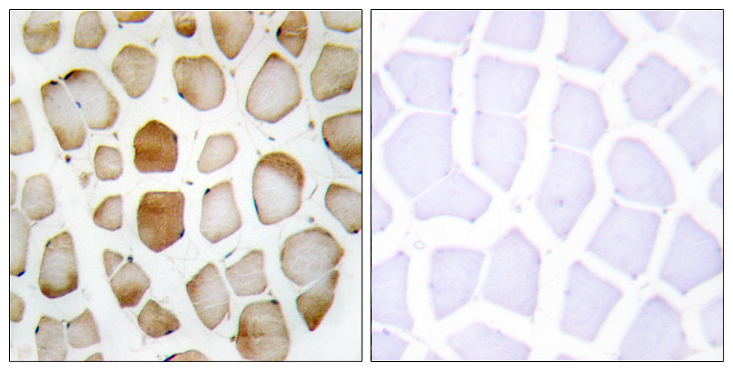 Atg4b Rabbit Polyclonal Antibody