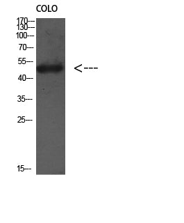 Atg4D Rabbit Polyclonal Antibody