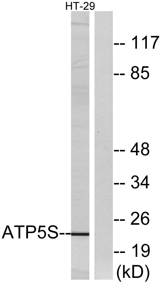 ATP5S Rabbit Polyclonal Antibody