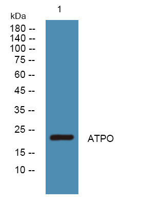 ATPO Rabbit Polyclonal Antibody