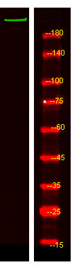 ATS20 Rabbit Polyclonal Antibody