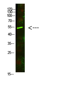 AVPR1A Rabbit Polyclonal Antibody