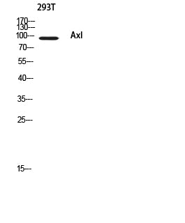 Axl Rabbit Polyclonal Antibody