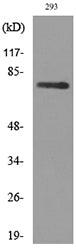 Bcl-6 Rabbit Polyclonal Antibody