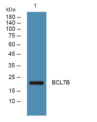 BCL7B Rabbit Polyclonal Antibody