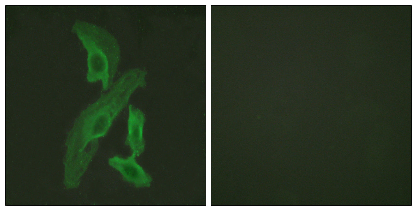 Bcl-x Rabbit Polyclonal Antibody