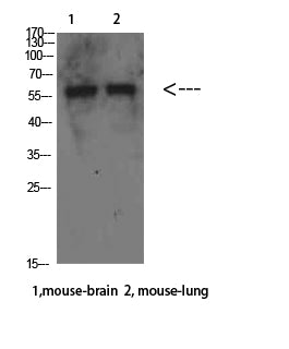 Beclin-1 Rabbit Polyclonal Antibody