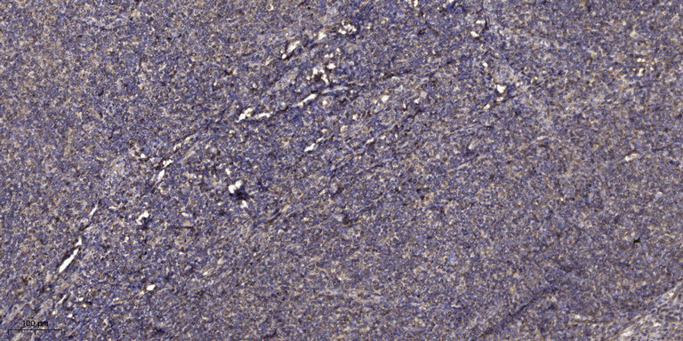 Beta-defensin 1 Rabbit Polyclonal Antibody