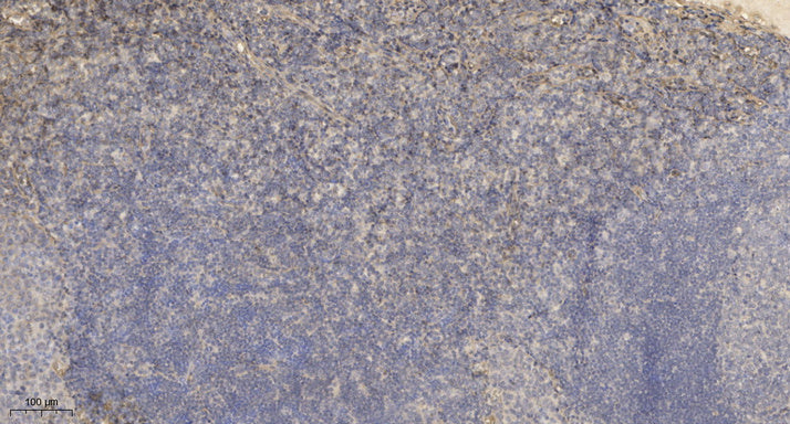 Beta-defensin 4A Rabbit Polyclonal Antibody