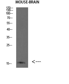 BLBP Rabbit Polyclonal Antibody