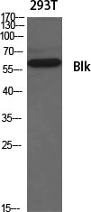 Blk Rabbit Polyclonal Antibody