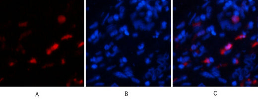 BMP-2 Rabbit Polyclonal Antibody