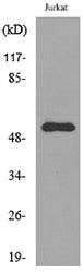 BMP-3A Rabbit Polyclonal Antibody