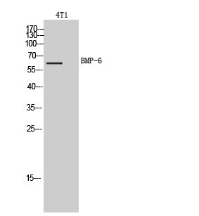 BMP-6 Rabbit Polyclonal Antibody