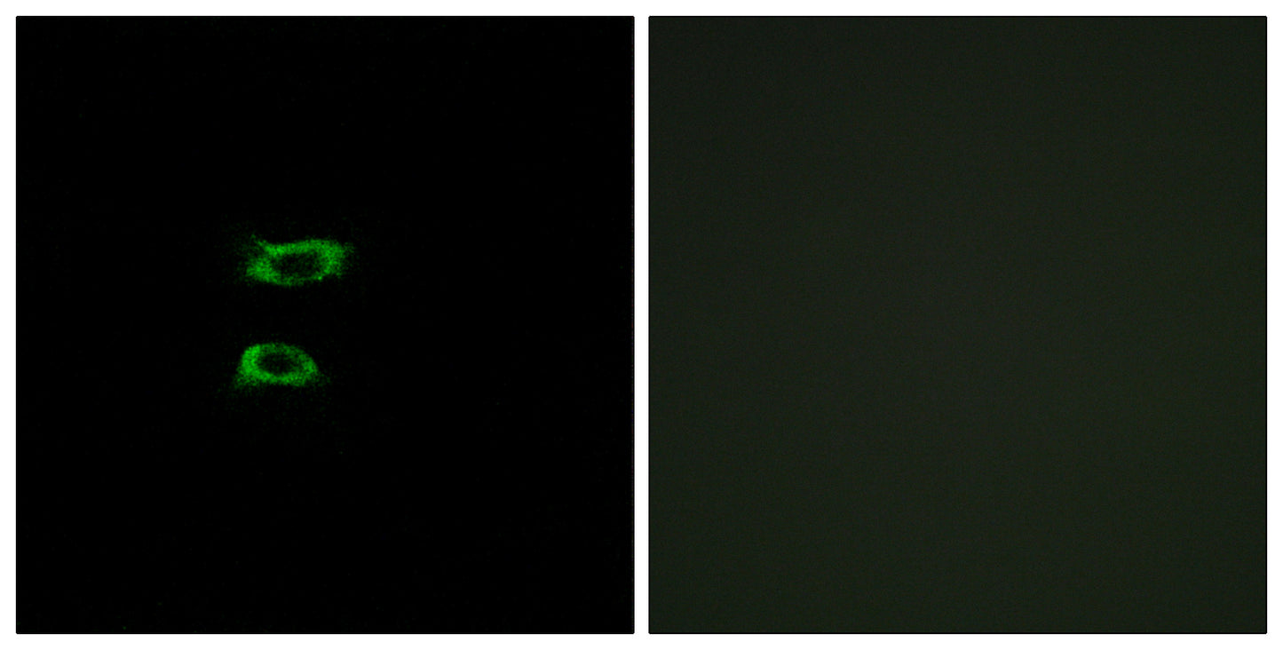 BMP-8A Rabbit Polyclonal Antibody