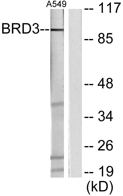 BRD3 Rabbit Polyclonal Antibody
