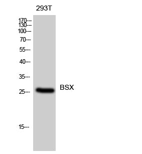 BSX Rabbit Polyclonal Antibody