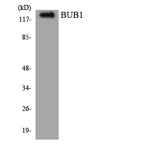 BUB1 Rabbit Polyclonal Antibody