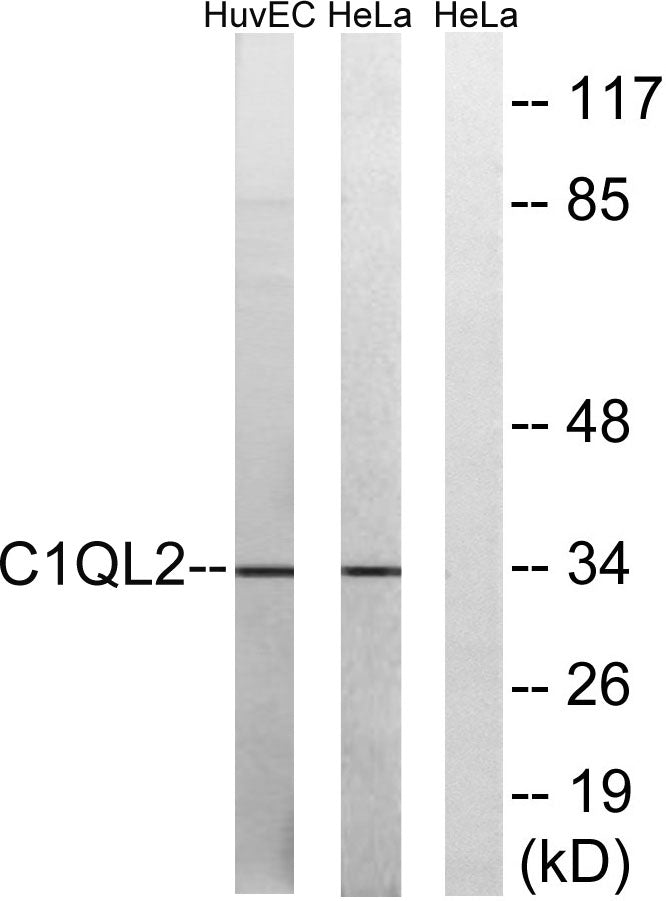 C1qL2 Rabbit Polyclonal Antibody