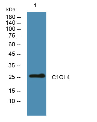 C1QL4 Rabbit Polyclonal Antibody