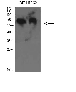 C8 β Rabbit Polyclonal Antibody