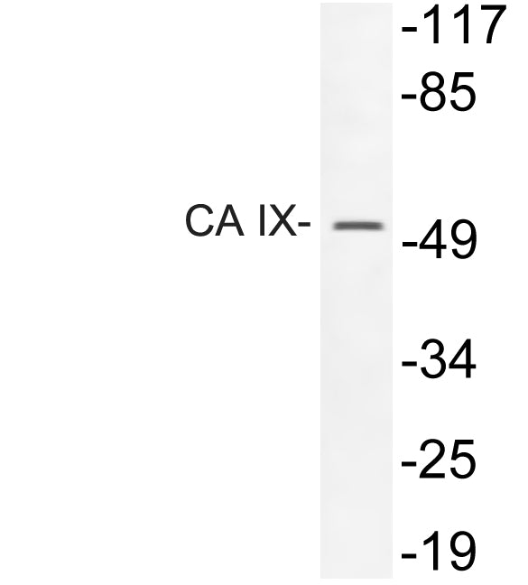 CA IX Rabbit Polyclonal Antibody