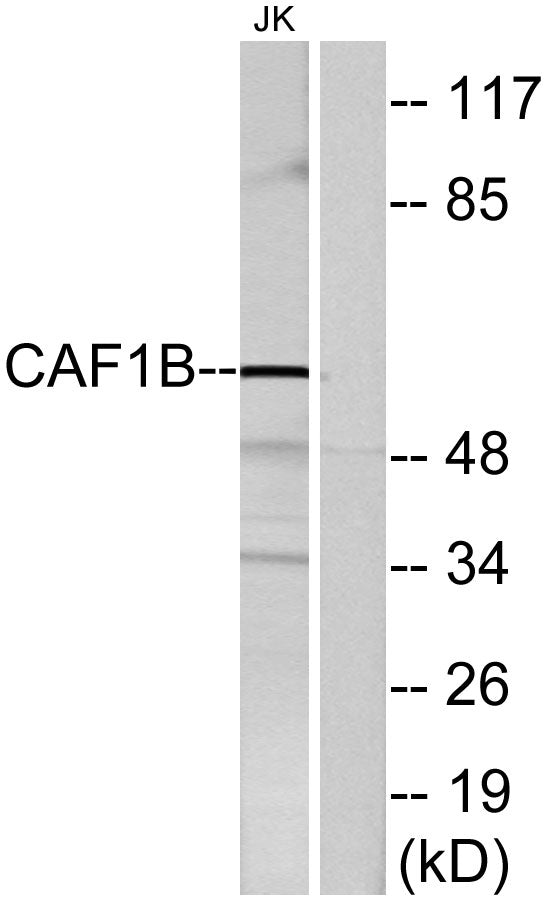 CAF-1 p60 Rabbit Polyclonal Antibody