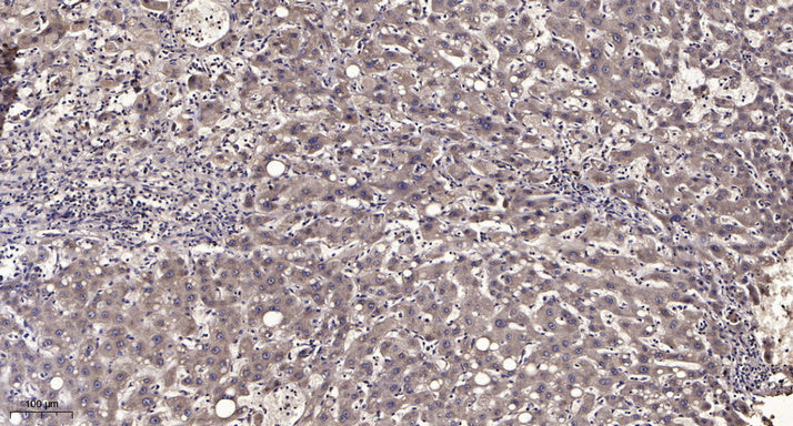 CALML5 Rabbit Polyclonal Antibody