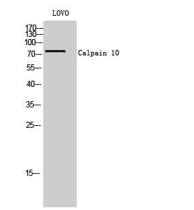 Calpain 10 Rabbit Polyclonal Antibody