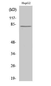Calpain 11 Rabbit Polyclonal Antibody