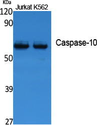 Caspase-10 Rabbit Polyclonal Antibody
